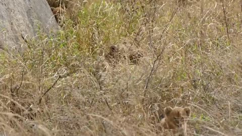 LION CUBS AND THEIR MOTHER