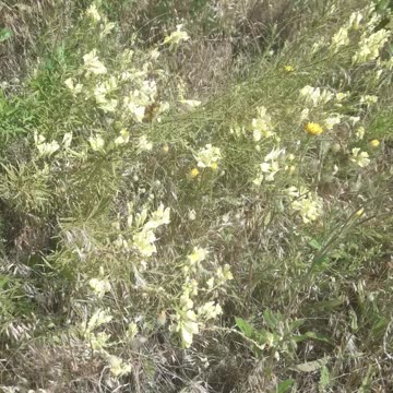 Unknown wild flowers