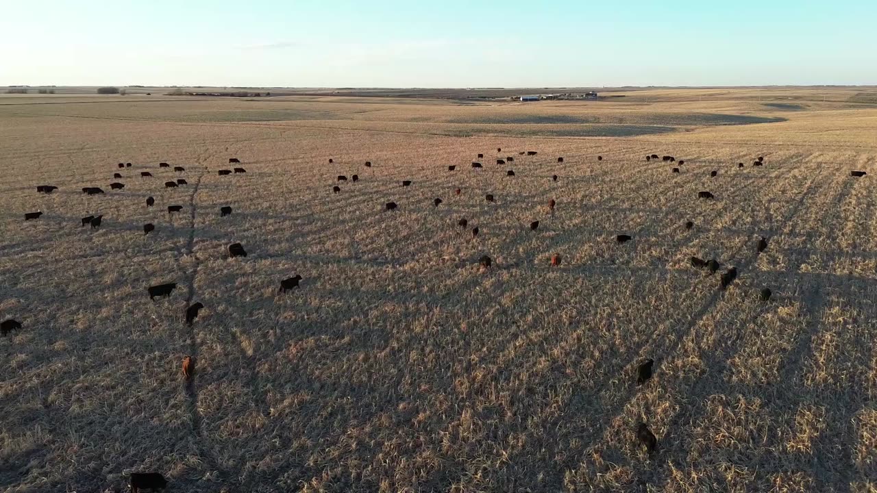 Bird's eye view of winter grazing