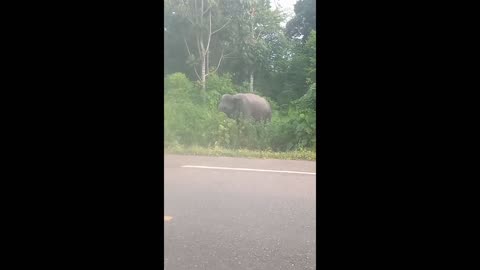 elephants enter the village