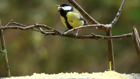 So cute and beautiful birds