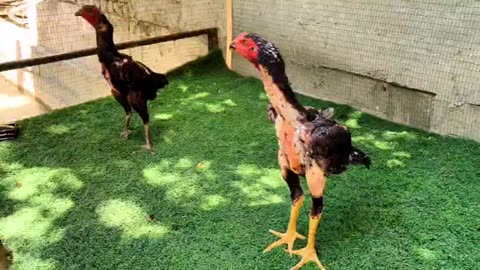 Chicken shamo snaps at a young cock