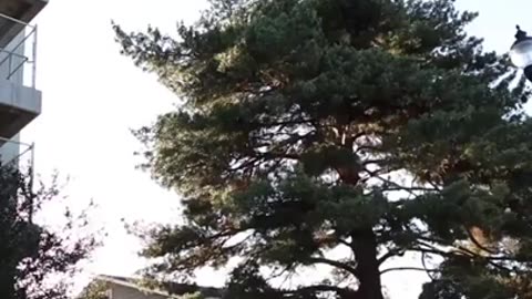 Guy Tries To Jump To Tree From High Up - Lands Painfully On Chain Link Fence Below Instead