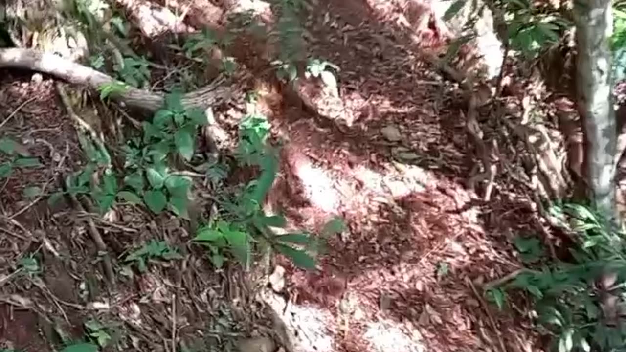 Trilha na beira da cachoeira