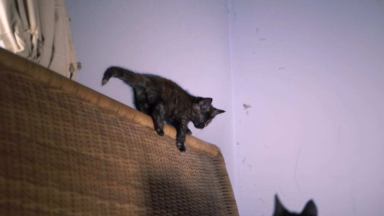 Cute family of kittens playing slow motion