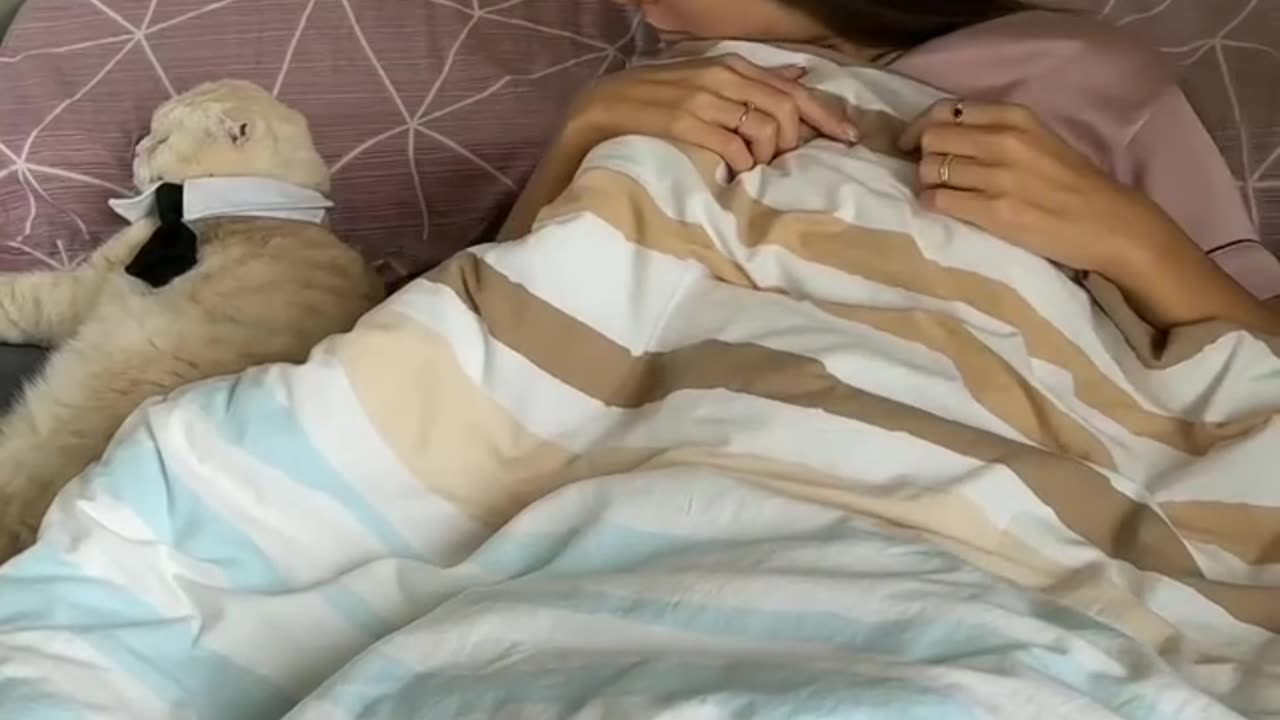 Cute cat