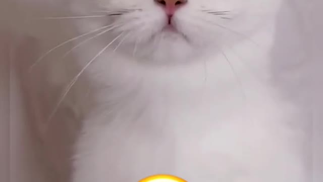 Did you bring me anything to eat