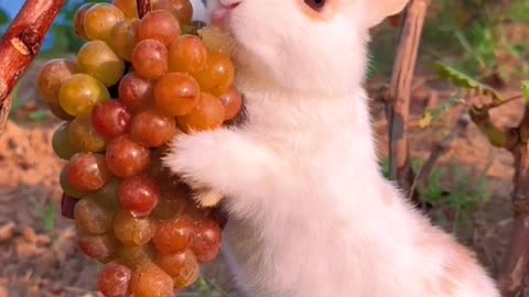 Funny and cute ribbit eating #foryou #trending
