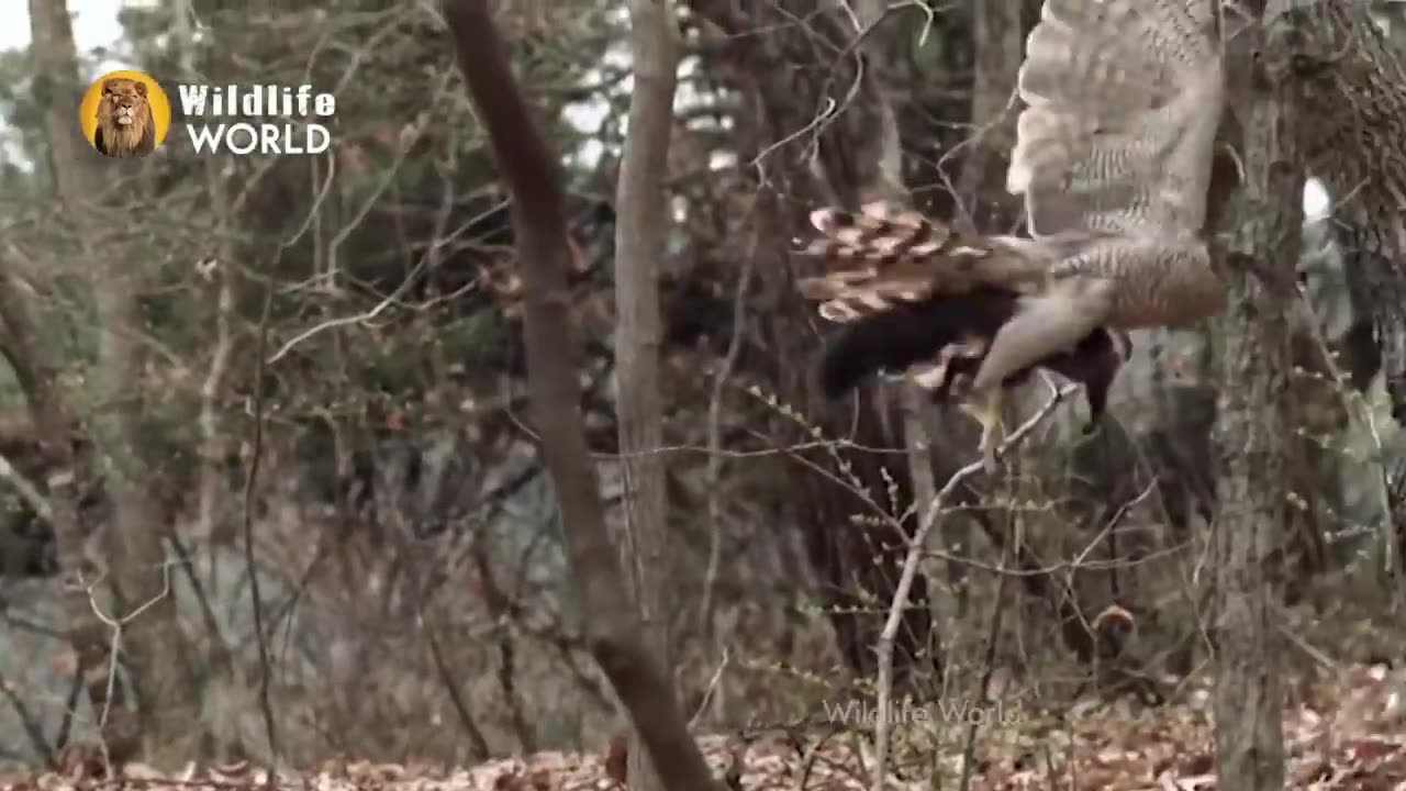 Egal most powerful bird viral video