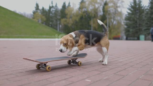 Cute dog playing