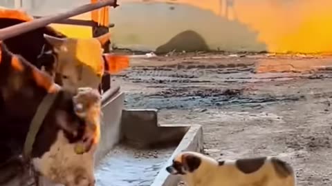 New funny video funnest cat and Dog comedy