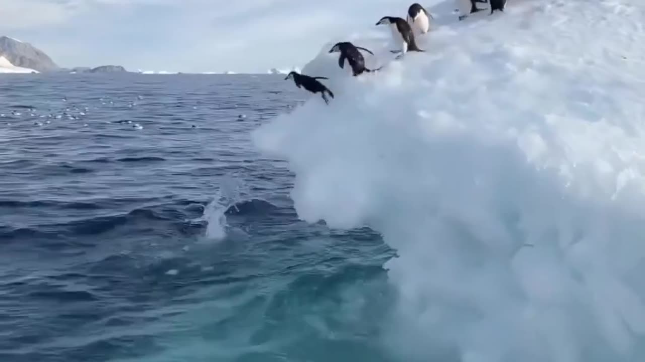 Penguins Life in Antarctica