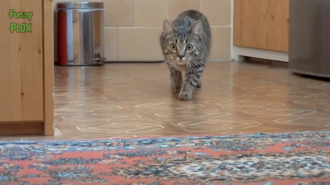 Funny Stalking Cat Video Compilation Part 2