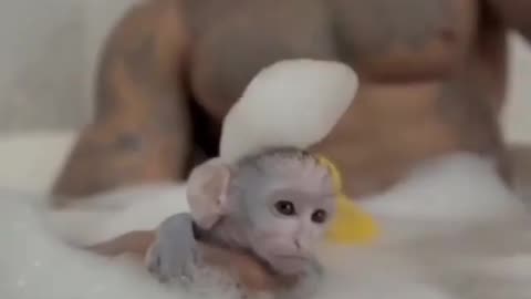 Funny animal monkey