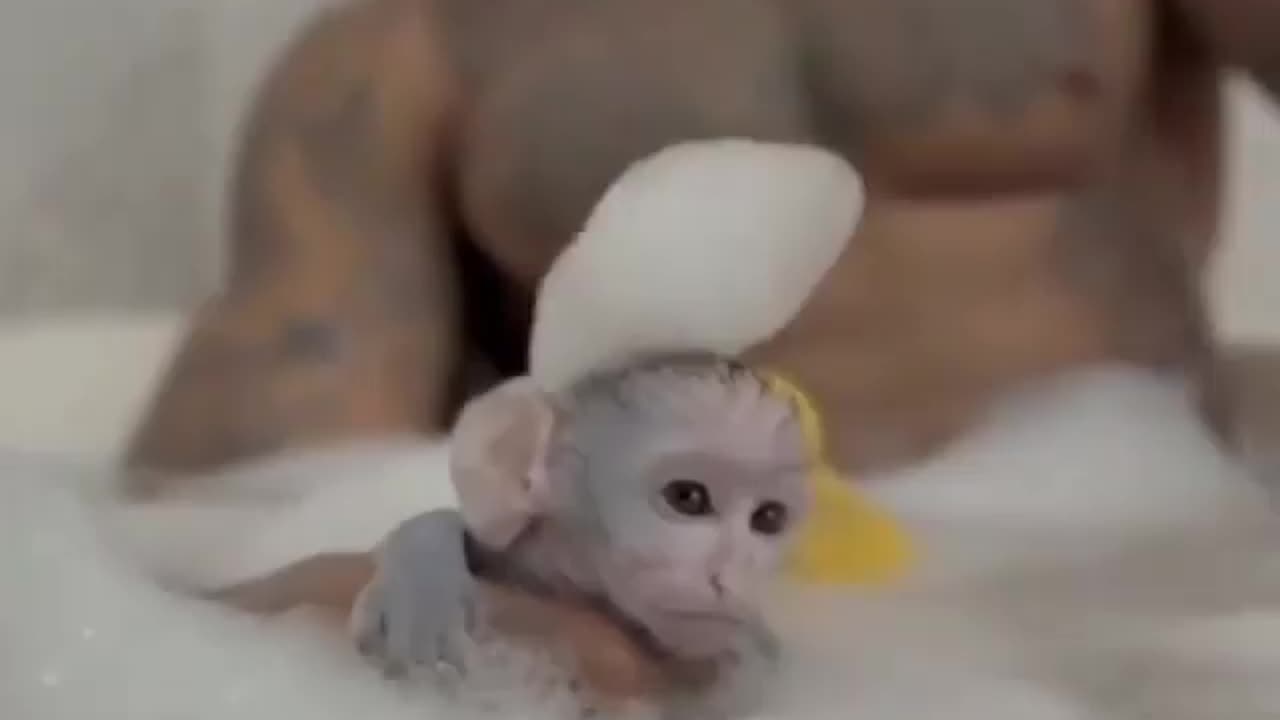 Funny animal monkey