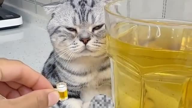 #cat #foryou #catsoftiktok #cats(4)