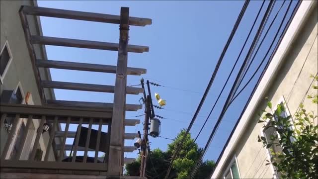 Balloons Exploding On Power Lines Compilation (61019*)