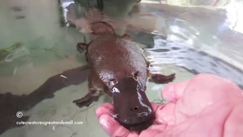 Hand Feeding an Adorable Platypus