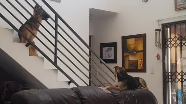 Time-lapse - 4 dogs inside while we go out. 2 German Shepherds 2 small dogs