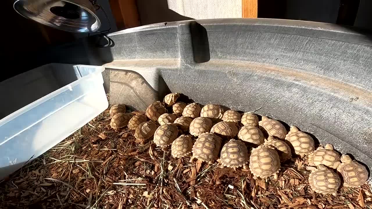 Feeding ALL My Tortoises! - Daily Routine-4