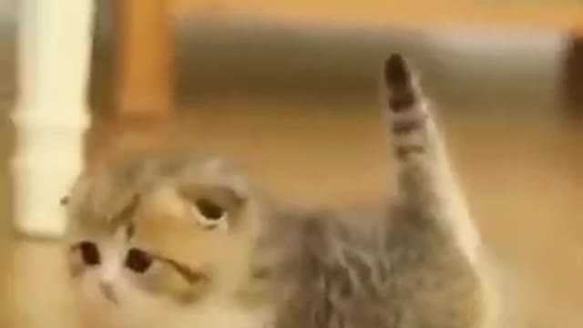 Cute Cats #Shorts Funny video #shorts