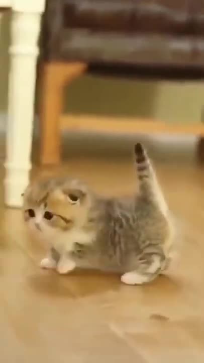 Cute Cats #Shorts Funny video #shorts