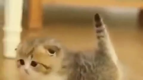 Cute Cats #Shorts Funny video #shorts