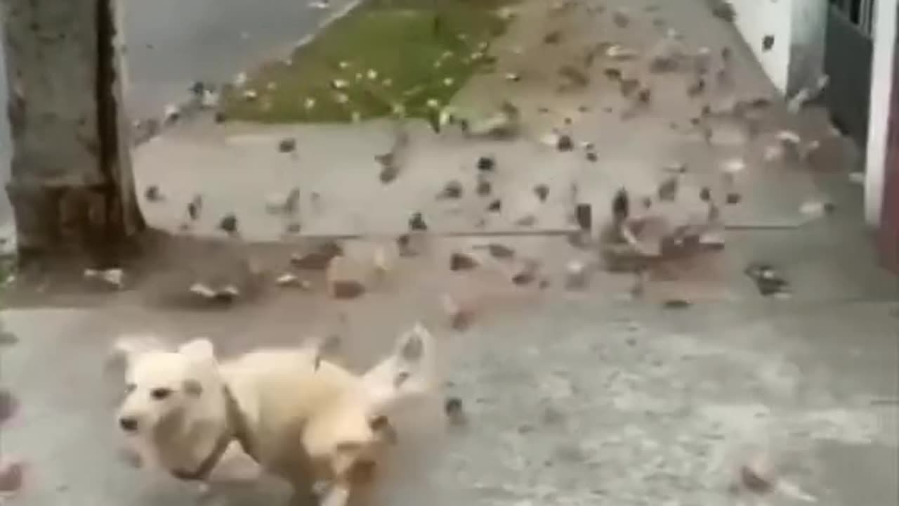 Funny animals