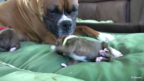 Dog Has Amazing Birth While Standing!!