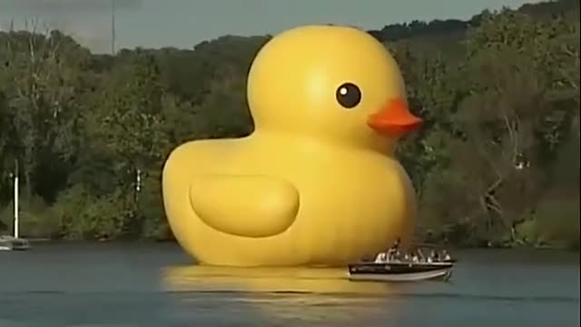 Giant rubber duck finally makes it to America