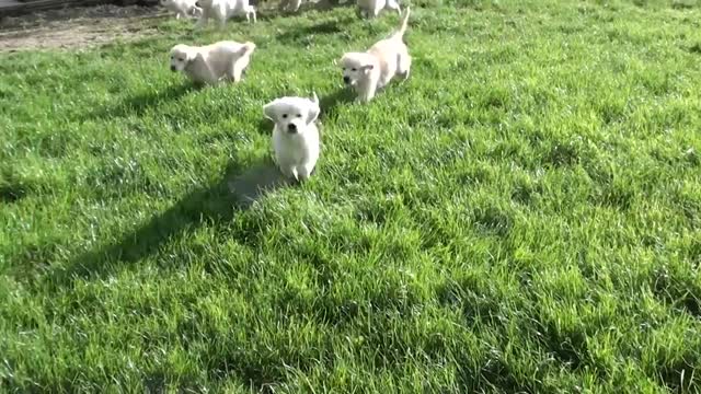 Schwarm von Golden Retriever Welpen