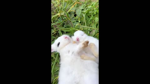 The sweet and tender little bunny treasure