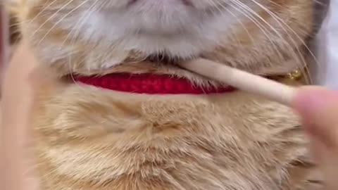 cats cute