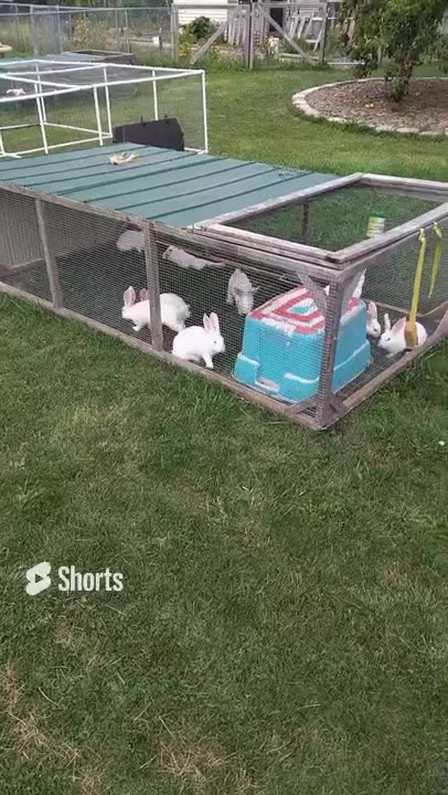 Mowing lawn on a budget, Bunnies cutting grass, Fertilizing.