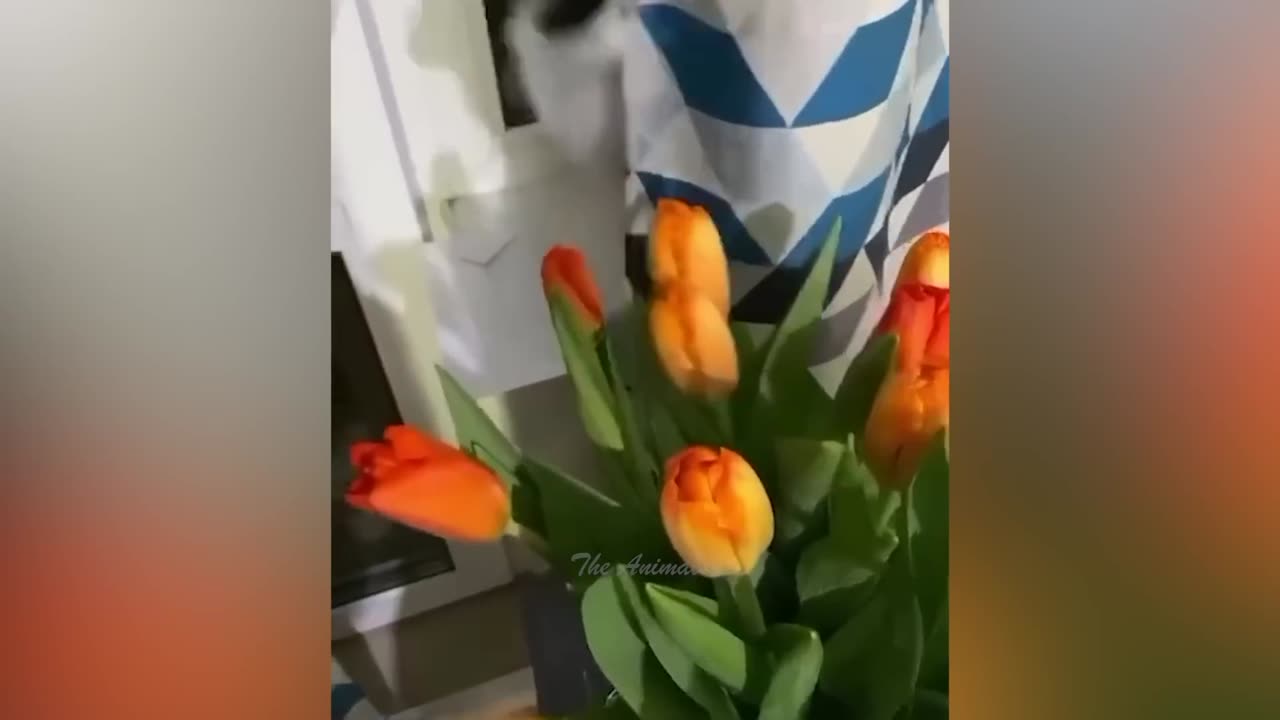Best Funny Animal Videos Of The 2023 🤣 - Funniest Cats And Dogs Videos 😺😍 (16)