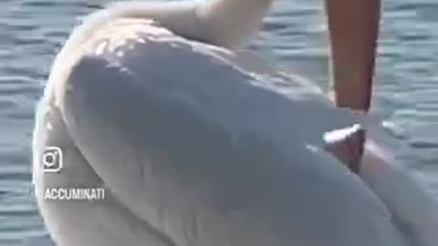 Pelican family of birds very close video, up close and personal