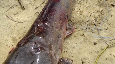 8 KG CAT FISH CATCHING AT LAKE(1)