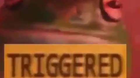 triggered frog
