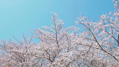 The beauty of nature with the spring flower, a view like heaven