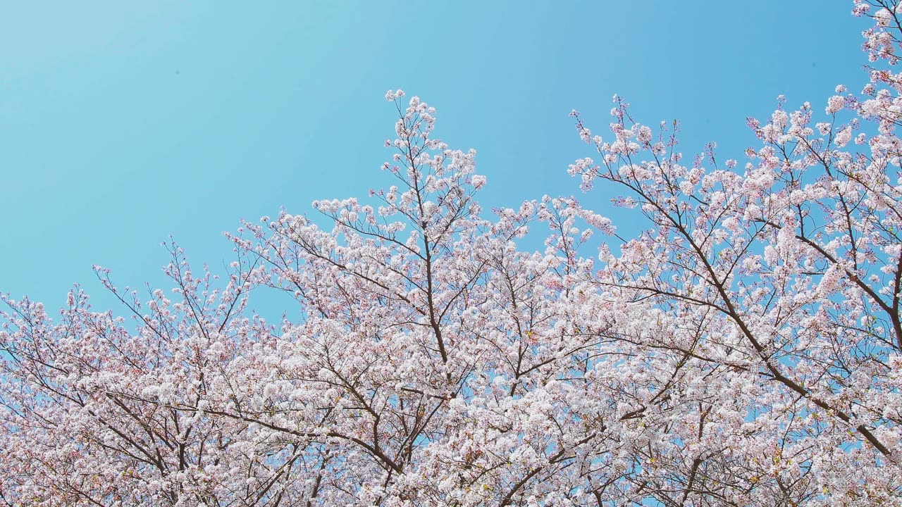 The beauty of nature with the spring flower, a view like heaven