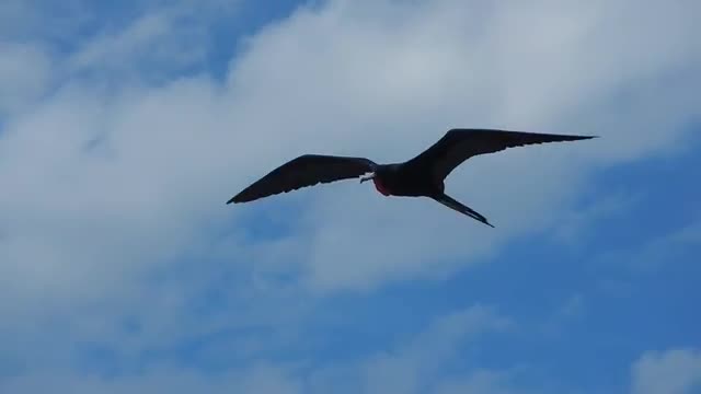 Ecuador: Frigate bird in flight, Galapagos