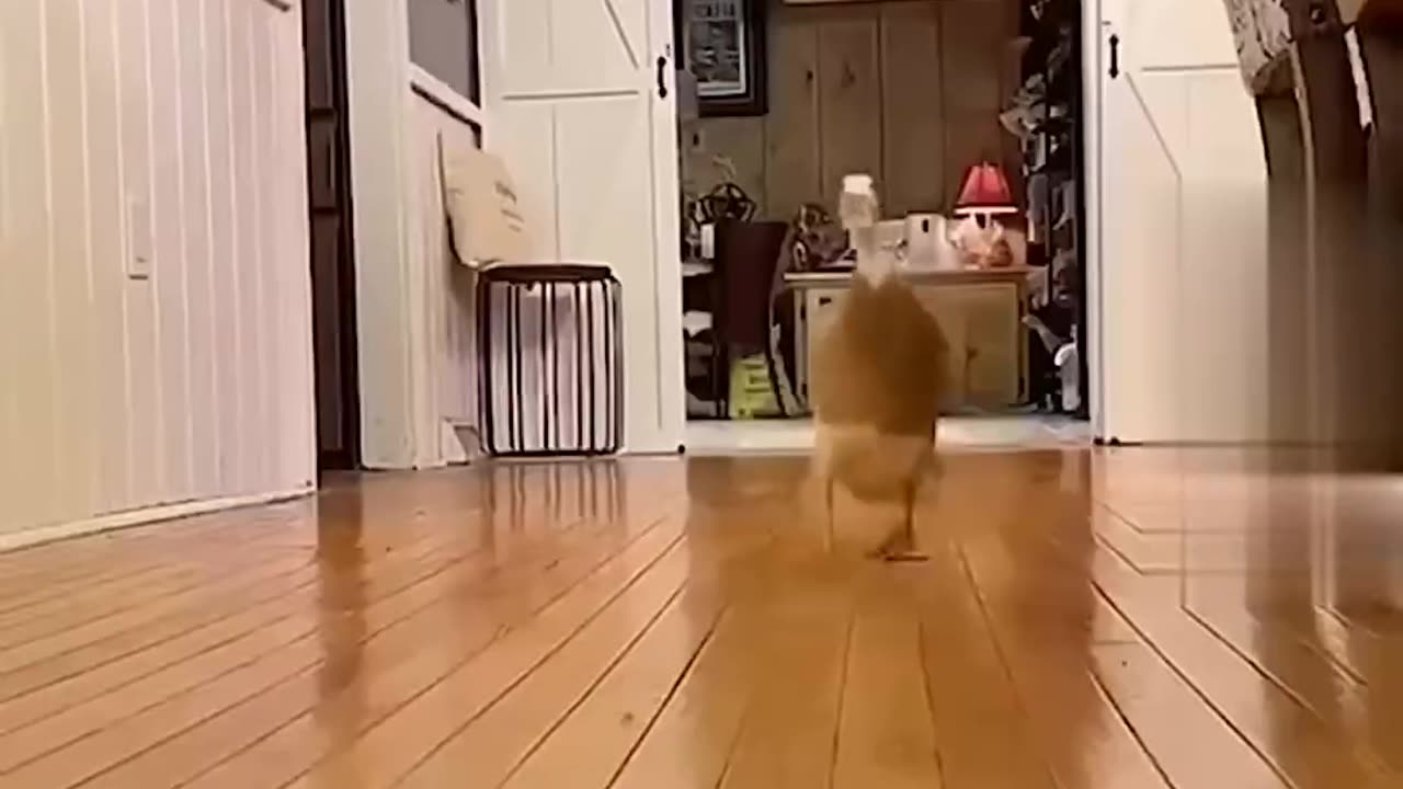 Funny Animal Moments