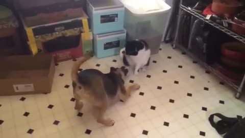 FUNNY CATS VIDEO PART 1