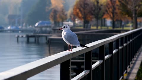 gull-bird-water-bird-white-sitting