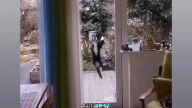 Funny Animals video#viral#trending#rumbleviral#funnymoment