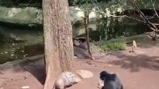 orangutan vs porcupine