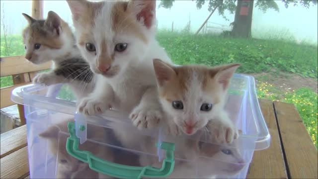 Kittens meowing (too much cuteness) - All talking at the same time!