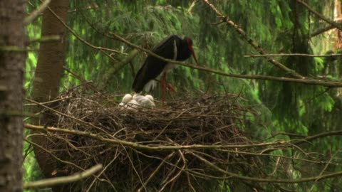 White chicks of black stork