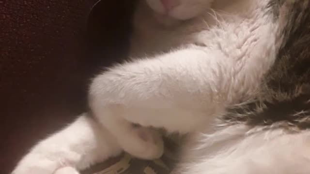 Keeping Daddy's chair warm 💓