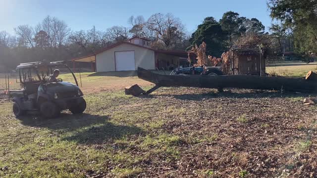 Ants Cleaning Up For Firewood